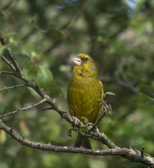 Greenfinch Male