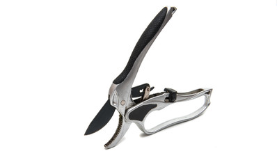 Secateurs isolated
