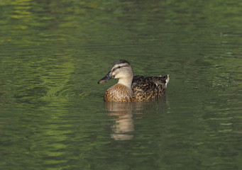 Mallard Female in sparkling green pond