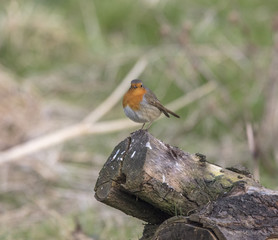 Robin On Log