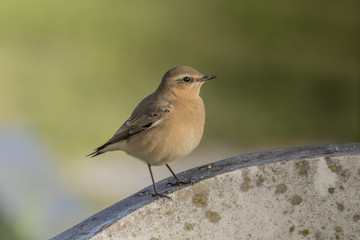 Wheatear blurred background