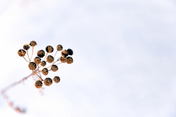 Dry grass tansy on a background of snow