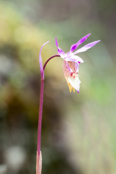 Fairy Slipper Orchid - Calypso Bulbosa