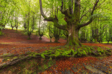 Tree roots in Gorbea Natural Park