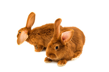 Red rabbit isolated