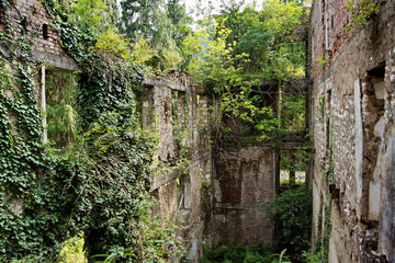 Destroyed by war,overgrown by trees and ivy ruins of apartment house in Tquarchal