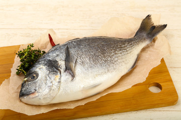 raw dorada fish