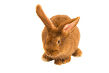 Red rabbit isolated