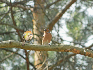 Two male chaffinches, front side view and back view, on a branch in the background of a pine forest