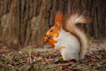 Squirrel with a fluffy tail in the forest close-up for the designer