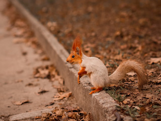 Squirrel with a fluffy tail in the forest close-up for the designer