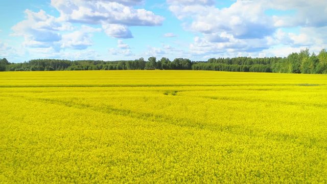 Yellow rapeseed aerial shot
