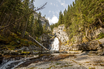 waterfall in pine forest