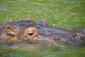 Fototapeta premium Mr.Hippo