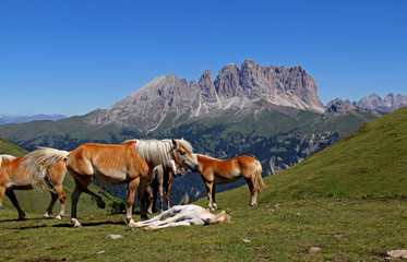 Fototapeta na wymiar cavalli al pascolo; sullo sfondo il gruppo del Sassolungo