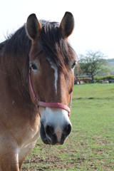 Pferd Kaltblutpferd Kopfporträt