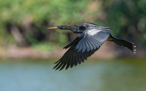 Anhinga Images – Browse 13,781 Stock Photos, Vectors, and Video | Adobe ...