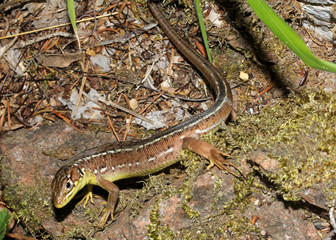 femmina di ramarro (Lacerta viridis)