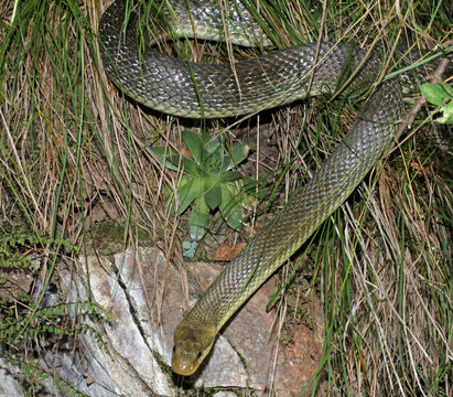 Colubro Di Esculapio (zamenis Longissimus)