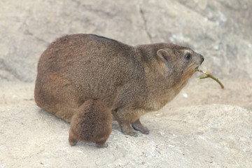 Rock hyrax   (Procavia capensis)