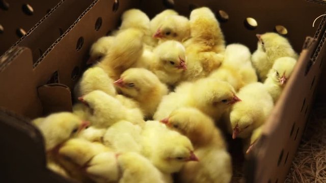 Baby chicks in cardboard box, close up