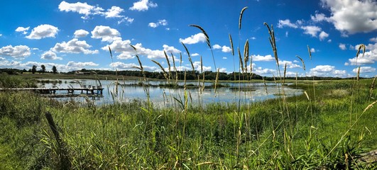 Obraz premium Wysoka trawa nad brzegiem stawu, zielona trawa na pierwszym tle w oddali widać staw oraz niebieskie niebo z białymi chmurami