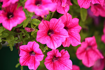 Petunia background. Flowers fmacro on green spaces.