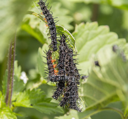 Peacock butterfly caterpillars