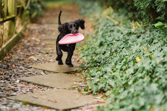 Puppy runs towards camera carrying a frisbee