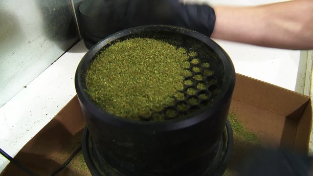 Worker sifts through marijuana kief in facility