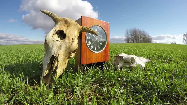 Cow and horse skulls on spring wheat field and old clock, memory concept, time lapse 4K