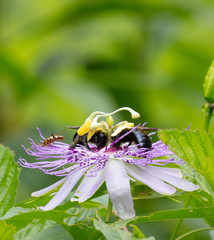 Bumblebees on Passion Flower