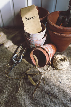Collecting Sweet Pea Seed