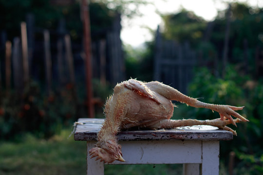 Chicken plucking