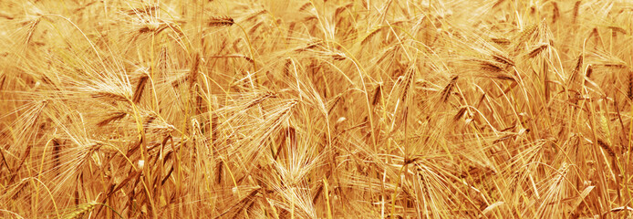 golden barley (agriculture, harvest, industry)