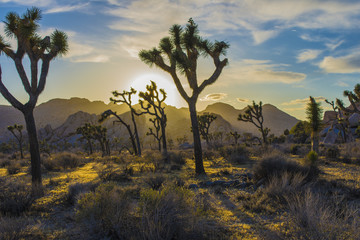 Joshua Tree National Park Sunset in the Desert