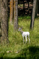 Albino Buck in the Woods