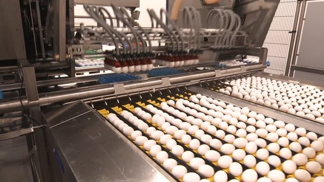 Machine places eggs on conveyor belt