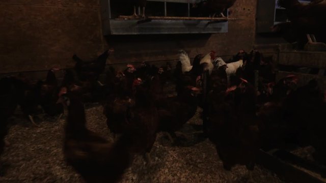Large group of chickens in poultry farm