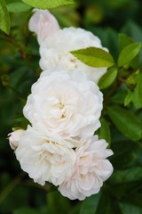Beautiful flower white rose in summer garden   