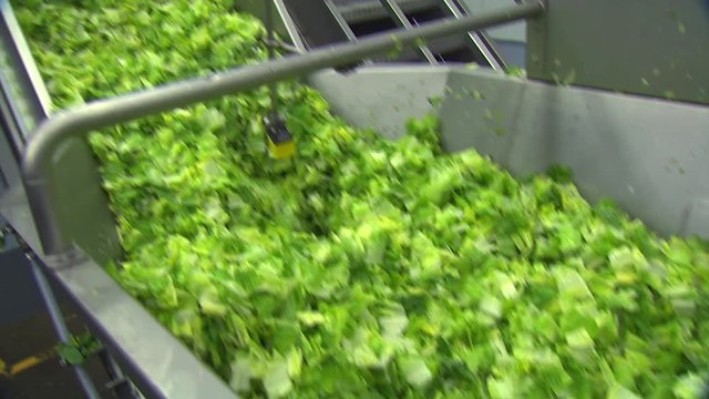 Shredded lettuce in conveyor belt