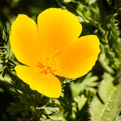 Yellow Poppy Flower