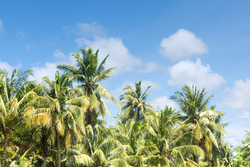 Coconut and sky in The morning. blue skies
