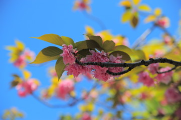 葉桜
