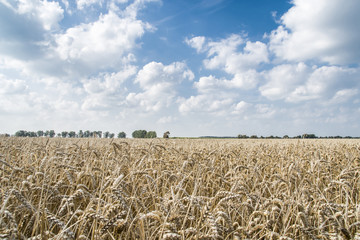 Golden wheat field with blue sky and clouds at sunny day