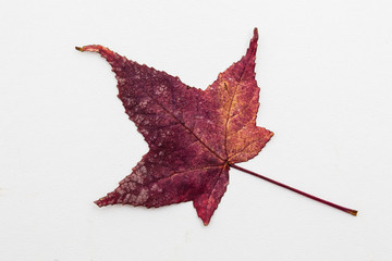 Autumn colored Liquidambar styraciﬂua leaf on white background