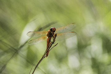 Closeup of Flame Skimmer Dragonfly facing camera