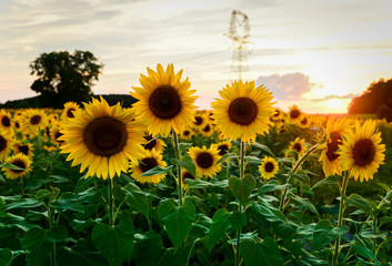 Obraz premium Sunflower