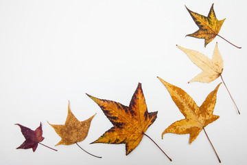 Colorful autumn leaves background