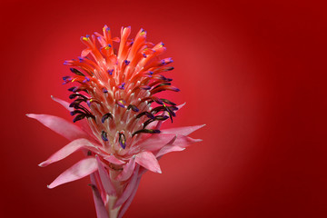 Closeup of a bromeliad (Tillandsia Stricta) in full bloom isolated in red background